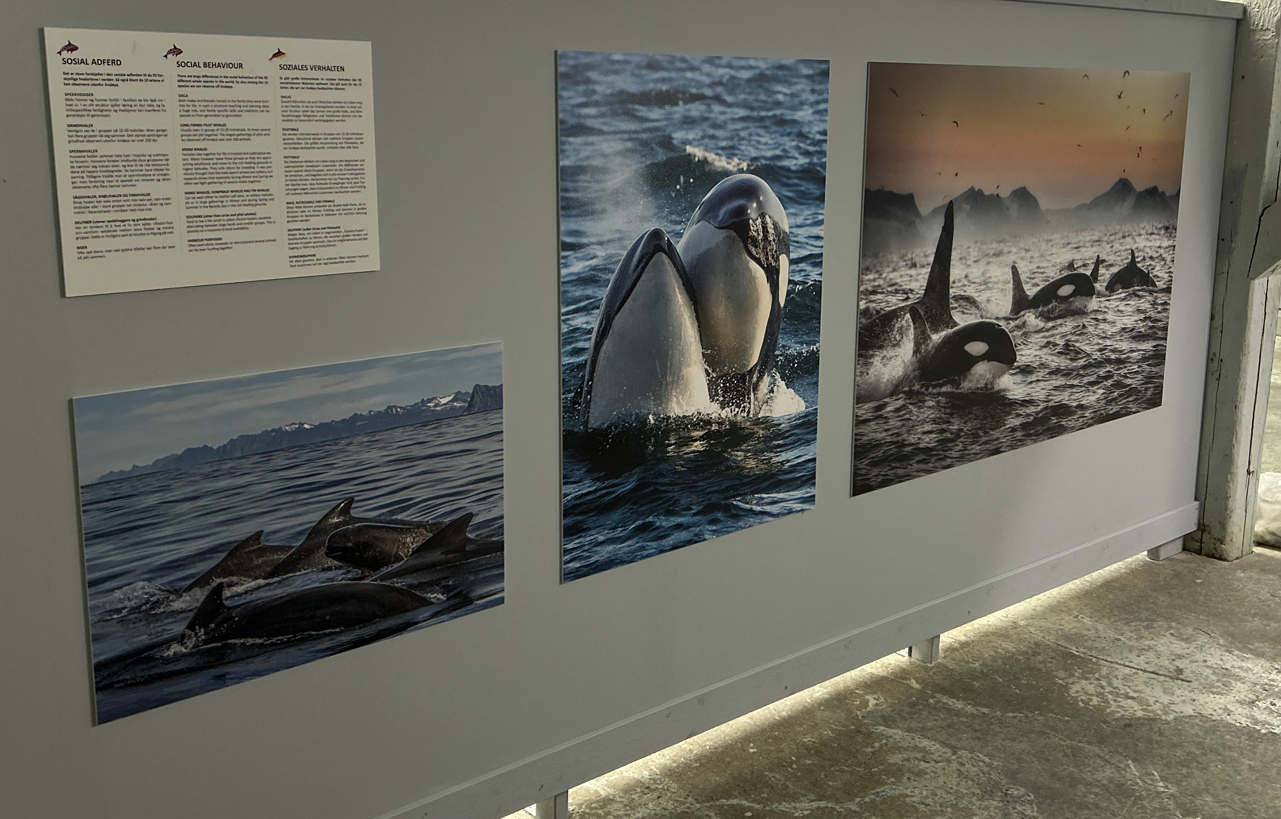 Enligthenroom2 Whale Exhibition