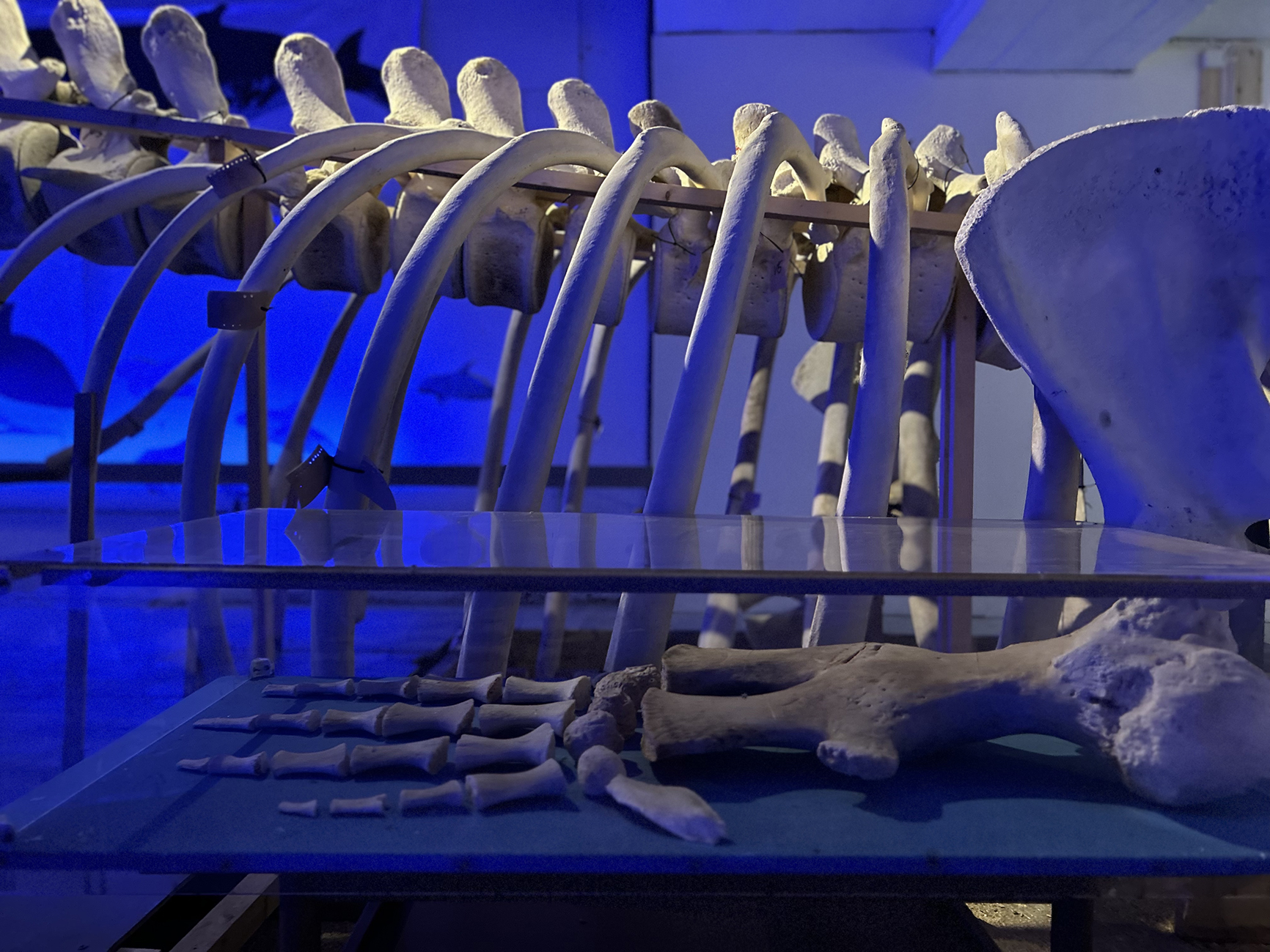 SkeletonRoom2 Whale Exhibition